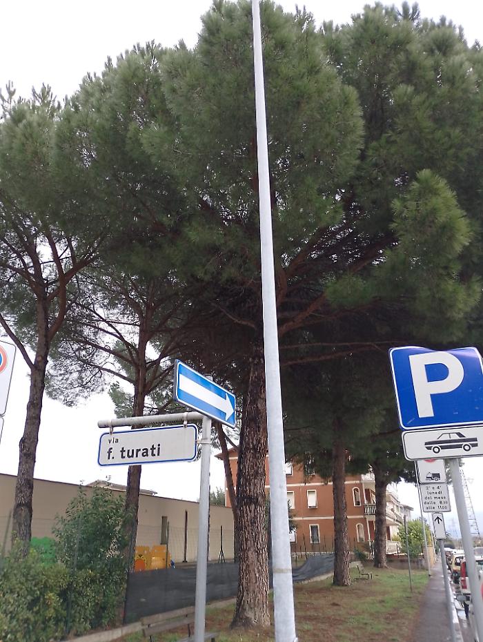 Pini sotto controllo nella frazione: "Zona di scuole, ambulatorio medico e chiesa"