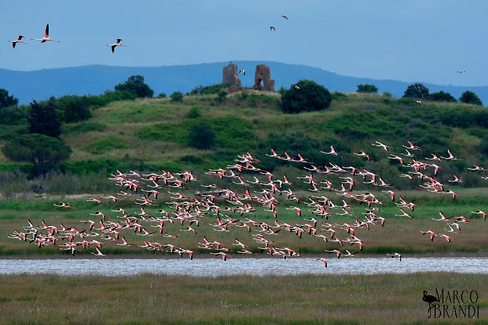 Alla scoperta della riserva naturale: quattro mesi di escursioni gratuite nella Diaccia Botrona