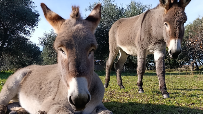A dorso d'asino sul Monte Amiata: trekking con i micci Rocco e Bianca