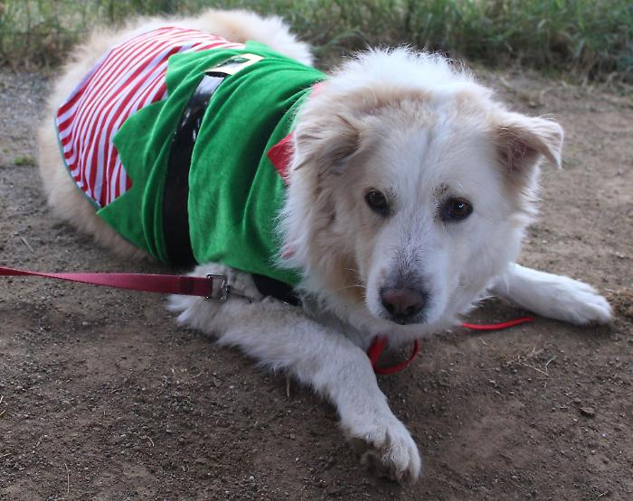 Cagnolini vestiti a festa: il contest con premi ai migliori outfit natalizi