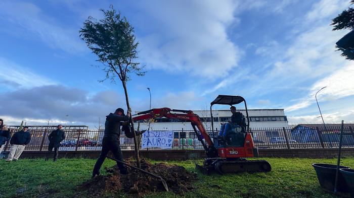 L'albero commemorativo
