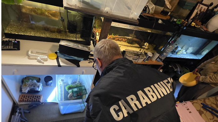 Allevamento abusivo di gamberi esotici, sequestrati crostacei e acquari