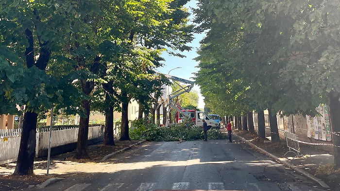 Diffida al Comune per l'abbattimento di 215 alberi in citt&agrave;