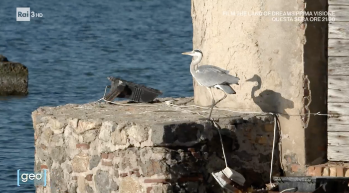 Geo racconta la laguna di Orbetello: l&rsquo;airone cenerino simbolo di un equilibrio magico