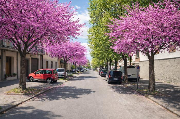 Castel del Piano, 26 ippocastani malati da abbattere: arrivano nuovi alberi per viale e piazza