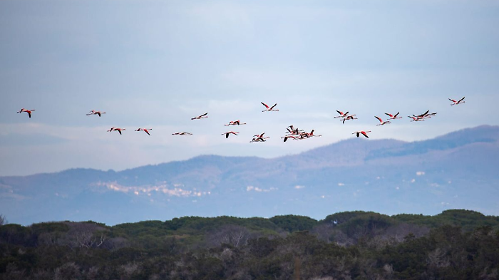 Quasi 8mila uccelli acquatici nel Parco della Maremma: le zone umide confermano la loro buona salute Fenicotteri