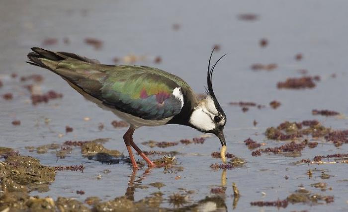 "Non fucilate le pavoncelle". Ne saranno abbattute quasi mille. Le critiche degli animalisti sul calendario venatorio della Toscana