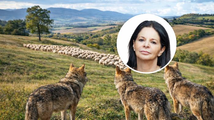 Lupi, vitello sbranato e pastori allo stremo: &laquo;Cos&igrave; non possiamo andare avanti&raquo; nella foto Mirella Pastorelli