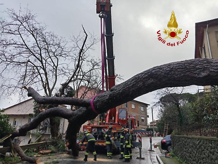 Ora i pini minacciano anche i paesi: paura a Scansano per il crollo di un albero