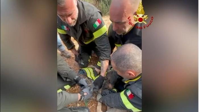 Intrappolato nella recinzione, ma salvo: daino liberato dai Vigili del fuoco
