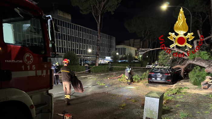 Pino crolla nella notte in citt&agrave;, due auto coinvolte: l'intervento dei vigili del fuoco