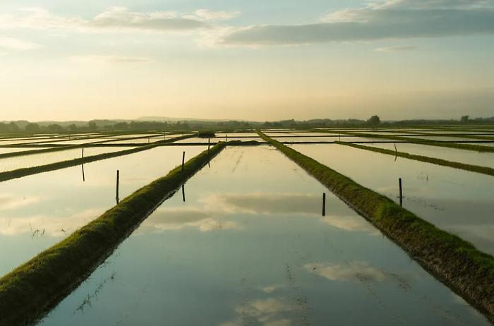 Piogge senza tregua, campi in ginocchio: Cia Grosseto al fianco delle aziende agricole colpite
