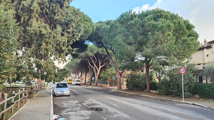 Sicurezza urbana, partono i lavori: 25 pini nel mirino degli interventi