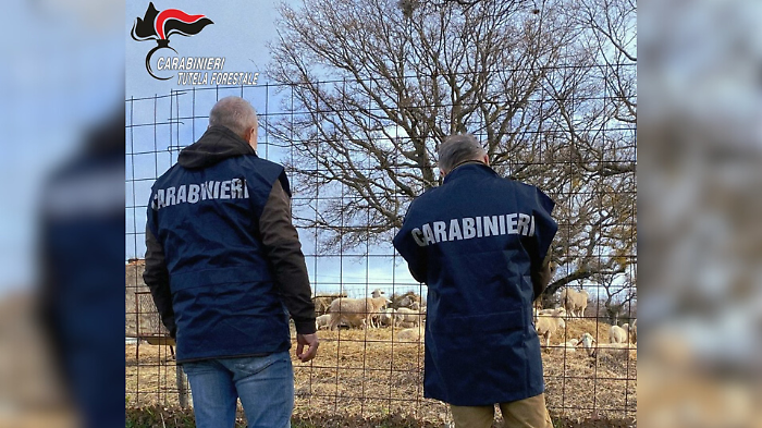70 pecore fantasma nell'allevamento: scatta il blocco sanitario e la maxi multa al titolare