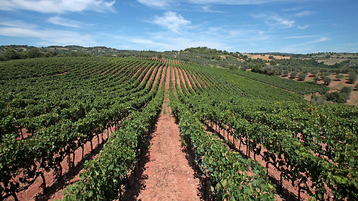 Maremma mecca del Ros&eacute;: per Londra &egrave; la risposta alla Provenza