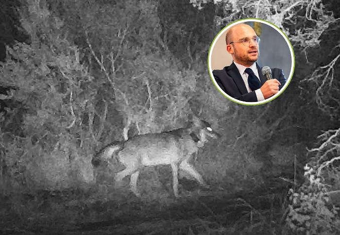 Un gps per il lupo zoppo: cos&igrave; il Parco protegge il predatore simbolo della Maremma