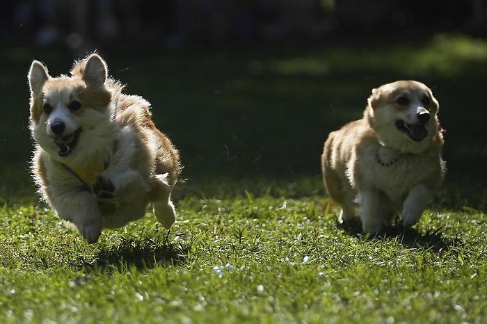 Rivoluzione a quattro zampe a Grosseto: il patto tra Comune e associazioni per la tutela degli animali