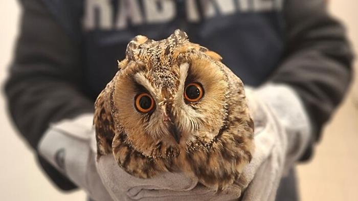 Atterraggio d'emergenza in caserma: i Carabinieri forestali salvano un gufo ferito