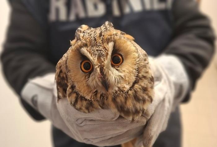 Maremma selvaggia: dal trauma al sogno del ritorno in libert&agrave; per il gufo salvato dai carabinieri forestali