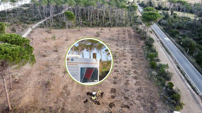 Punta Ala rinasce: via i pini malati, la pineta cambia volto