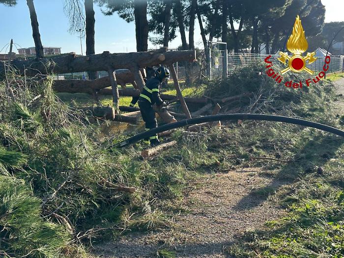 Paura a Follonica: pino crolla sulla pista ciclabile. Ancora allarme alberi pericolanti in Maremma
