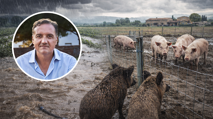 Piogge e Peste suina africana, doppio fronte per l&rsquo;agricoltura toscana
