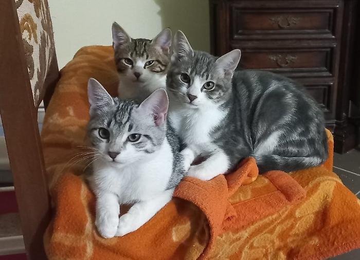 Hai un animale? Se vivi in Toscana la Regione ti rimborsa le spese mediche. Ecco i requisiti