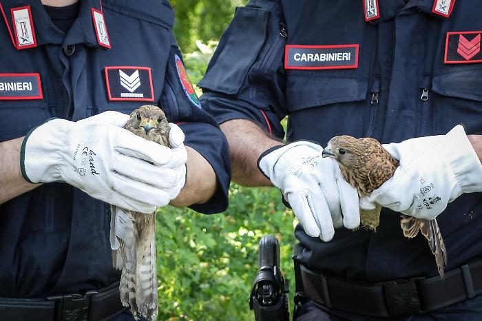 Natura prima di tutto: la Maremma rinnova lo scudo per i piccoli falchi