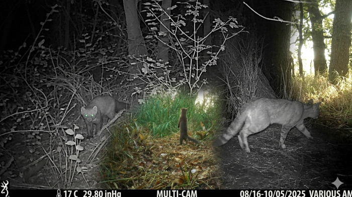 L'autostrada degli animali in Maremma: 3.200 avvistamenti lungo il fiume Ombrone. Torna la donnola