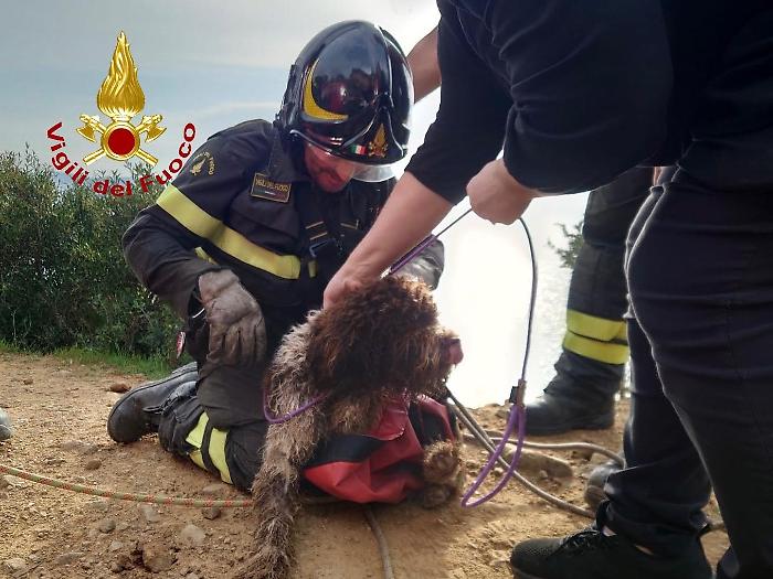 Cane scivola in una scarpata e rischia di precipitare per 40 metri in una scogliera a Cala Violina