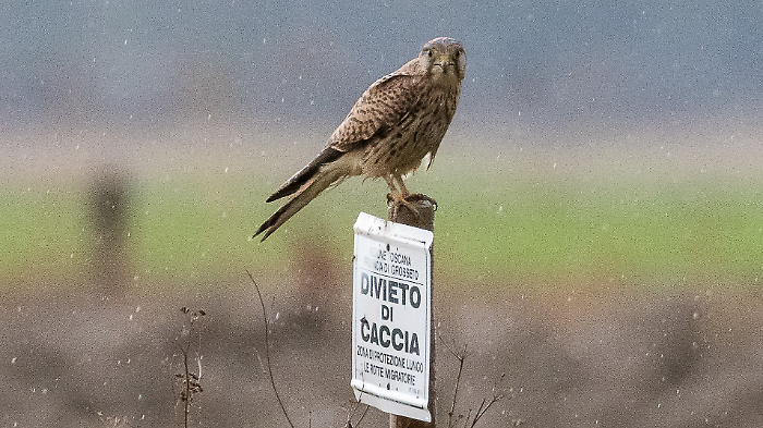 Domenica un viaggio tra i segreti della palude maremmana: torna "Esplora la Diaccia Botrona"