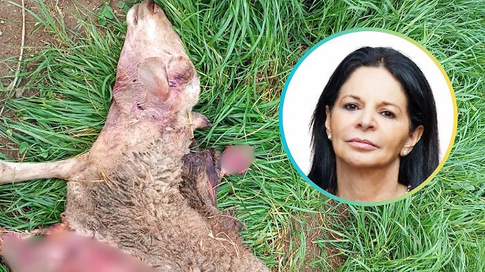 Lupi assaltano un'altro gregge in pieno giorno: &laquo;Situazione vergognosa, ora servono i prelievi&raquo;