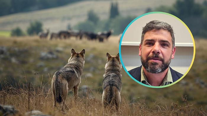 Lupi, nuovo attacco in Maremma. Cia Grosseto: &laquo;Il Senato ha deciso, ora si applichi il declassamento&raquo;