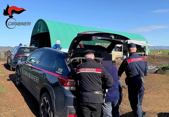 Scoperto un allevamento fantasma in Maremma: sequestrate 413 pecore