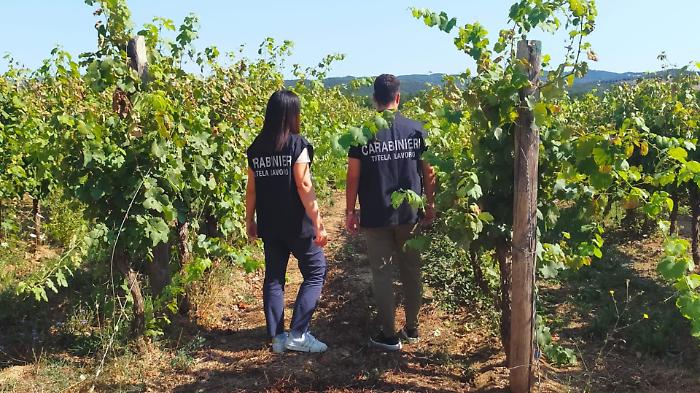 Blitz nei campi a Magliano: oltre met&agrave; dei lavoratori in nero, maximulta e sospensione