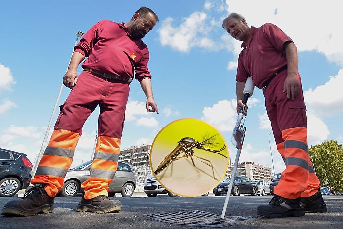 La lunga lotta della Maremma contro le zanzare: a Castiglione della Pescaia parte la disinfestazione