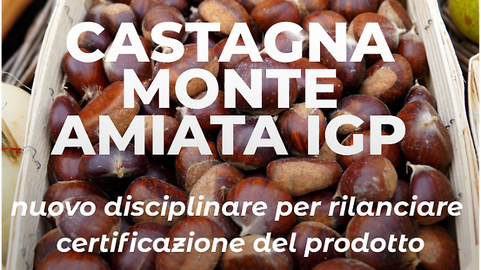 Castagna del Monte Amiata IGP, via libera al nuovo disciplinare: pi&ugrave; tutele e opportunit&agrave;
