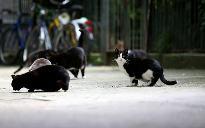 Microchip per i gatti, canili e nuove regole: Grosseto e i progetti sugli animali
