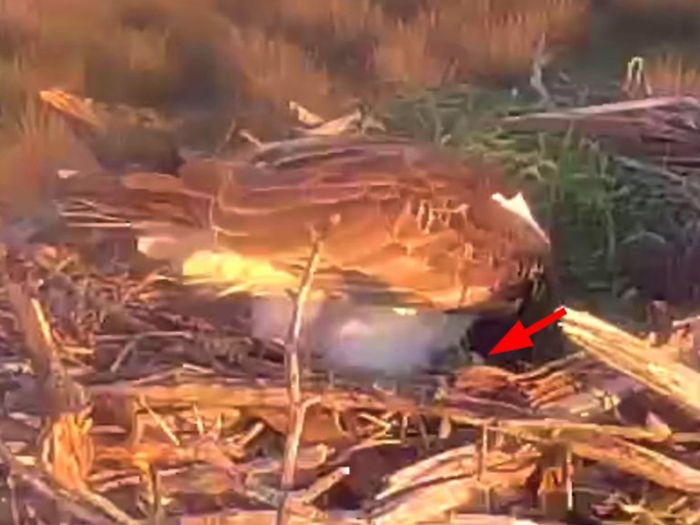 Marion e Belloc: la coppia di falchi pescatori torna a volare sul Parco della Maremma