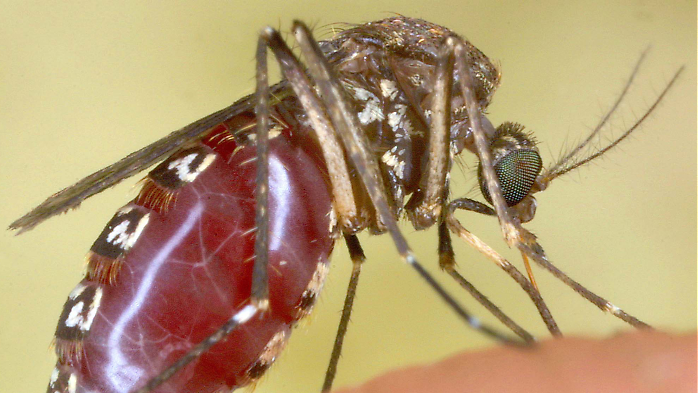 Via al piano anti-zanzare: scattano divieti e multe fino a 500 euro