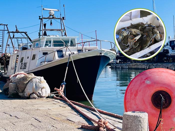 Castiglione della Pescaia d&agrave; scacco matto al Granchio Blu: cos&igrave; il borgo dei pescatori sfida il cambiamento climatico