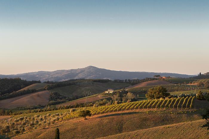 Montecucco 2026: il Sangiovese "wild" della Maremma punta su export e turismo e vola a Vinitaly