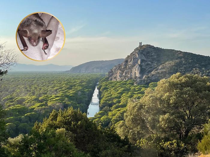 Dalle ferite al ritorno alla vita: la storia del pipistrello salvato nel Parco della Maremma
