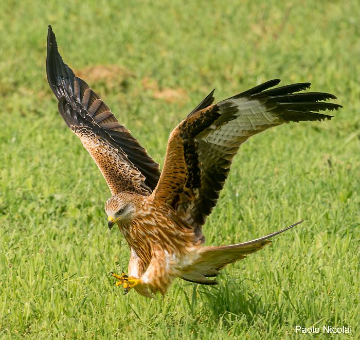 Il nibbio reale vola di nuovo in Maremma e il capovaccaio si salva grazie al Cerm