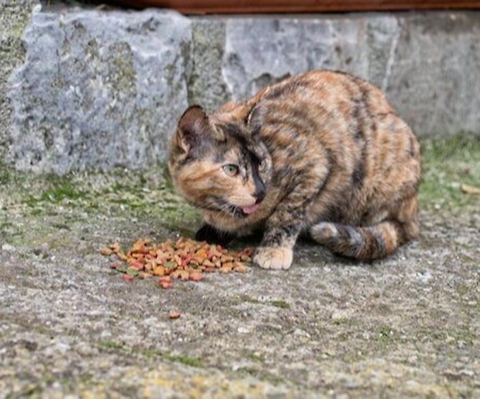 Grosseto, l'assessore Vanelli risponde a Occhi Di Gatto sulla questione gatti randagi in città