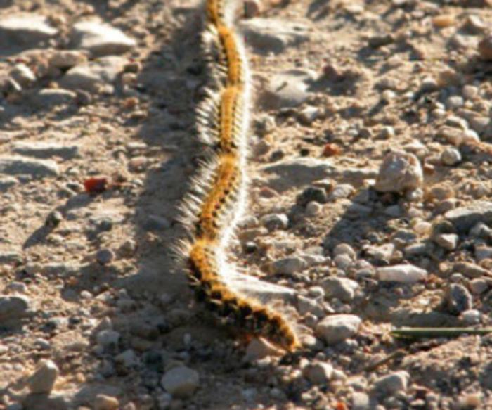Emergenza processionarie a Grosseto: il forte vento aumenta i disagi e fa cadere un nido 