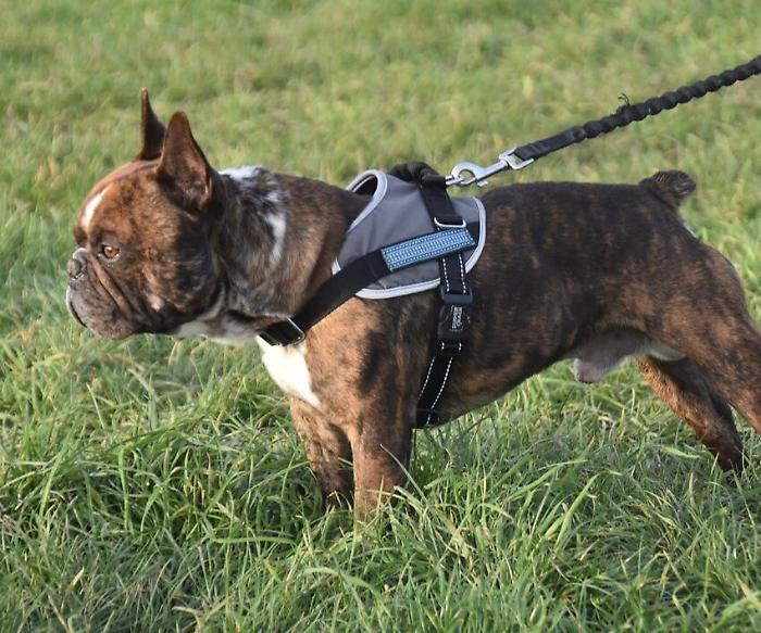 Massa Marittima, ordinanza urgente del sindaco: regole più severe per i padroni dei cani