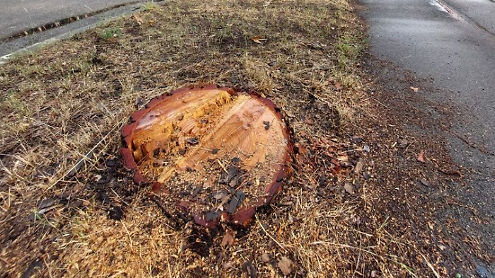 Grosseto, nuovo taglio degli alberi in città: i cittadini sul piede di guerra