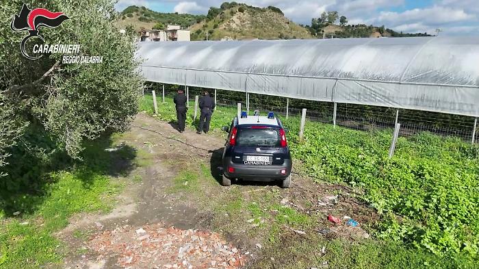 Scoperte nel reggino 35 mila metri quadrati di serre abusive in area protetta
