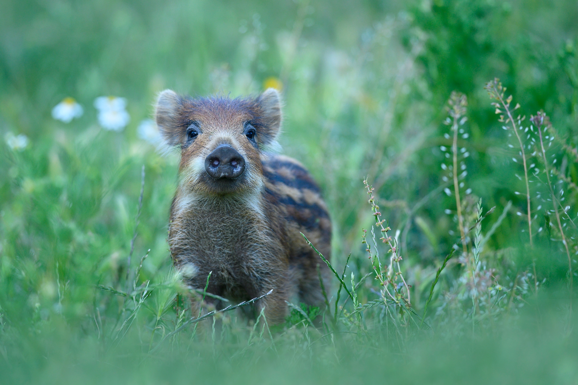Cucciolo di cinghiale nel Parco di Montioni